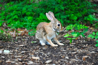 绿叶植物附近的棕色兔子